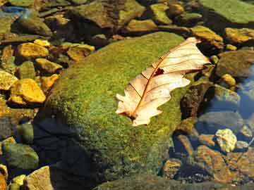 鐵算盤網(wǎng)，快速開獎與精準圖片預(yù)測，鐵算盤網(wǎng)，快速開獎與精準圖片預(yù)測服務(wù)