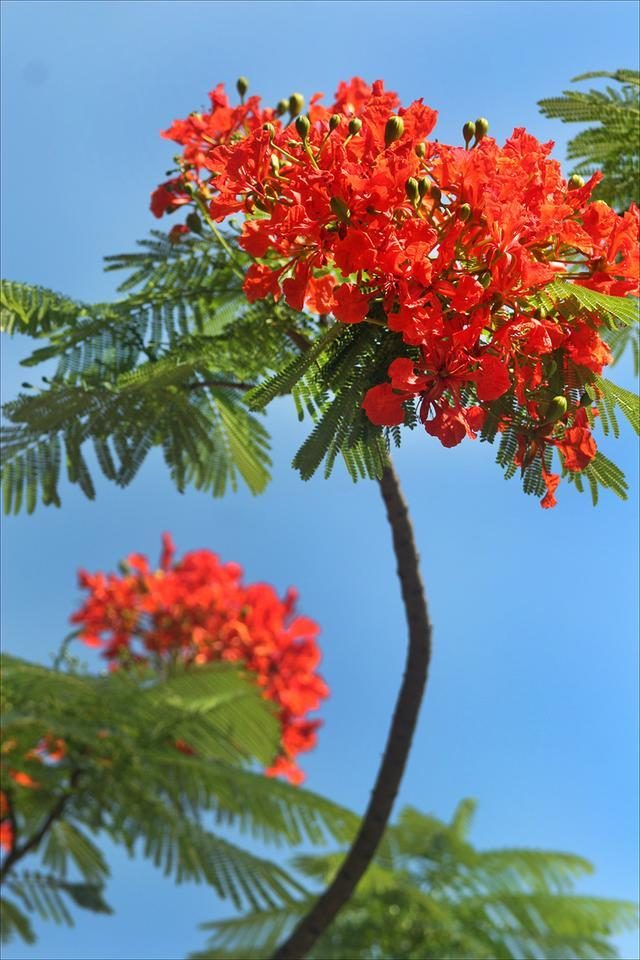 狀元紅，揭秘4987最準(zhǔn)最快的秘密策略，狀元紅背后的秘密策略，揭秘最準(zhǔn)最快的成功之道4987