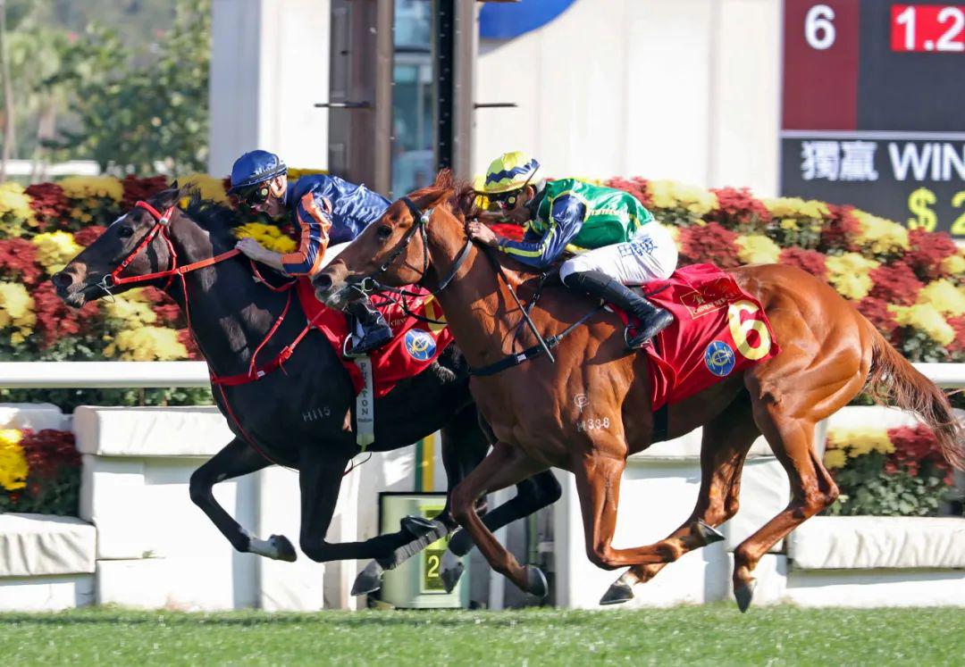 探索香港馬官網，7777788888的獨特魅力與最新資訊，探索香港馬官網，獨特魅力與最新資訊一網打盡