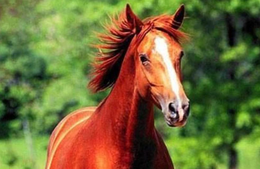 一馬中特內(nèi)部精準(zhǔn)資料免費大公開，揭秘獨家策略與秘籍，獨家揭秘，一馬中特內(nèi)部精準(zhǔn)資料大公開，策略秘籍免費分享