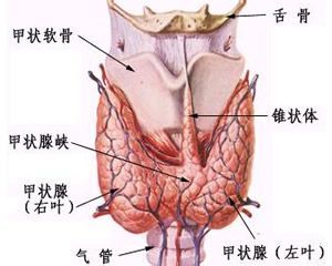 女性甲狀腺的早期癥狀，女性甲狀腺早期癥狀揭秘