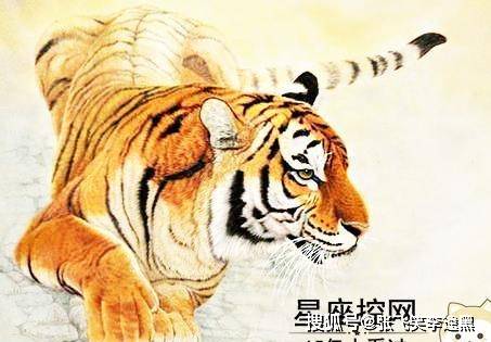 山上王中王，揭秘生肖奧秘——探尋生肖之王的獨(dú)特魅力，探尋生肖之王，山上王中王，揭秘生肖奧秘的獨(dú)特魅力