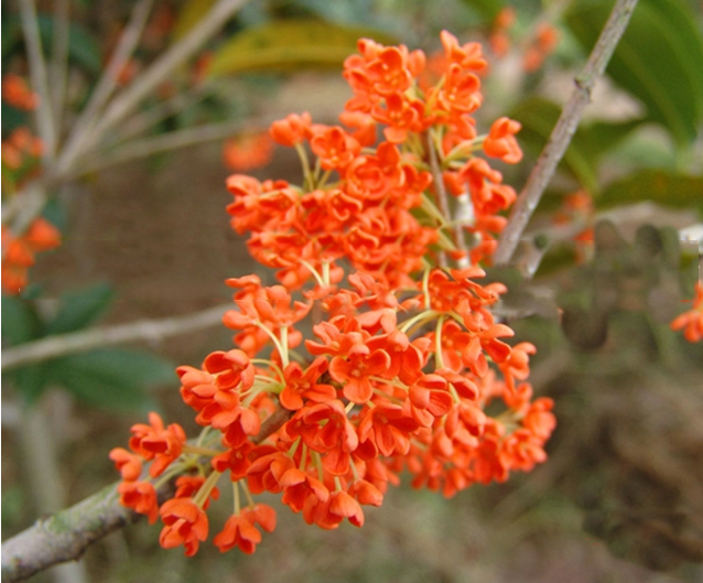 探索狀元紅彩官網(wǎng)，014996的魅力與特色，狀元紅彩官網(wǎng)探秘，魅力特色與014996的神秘面紗