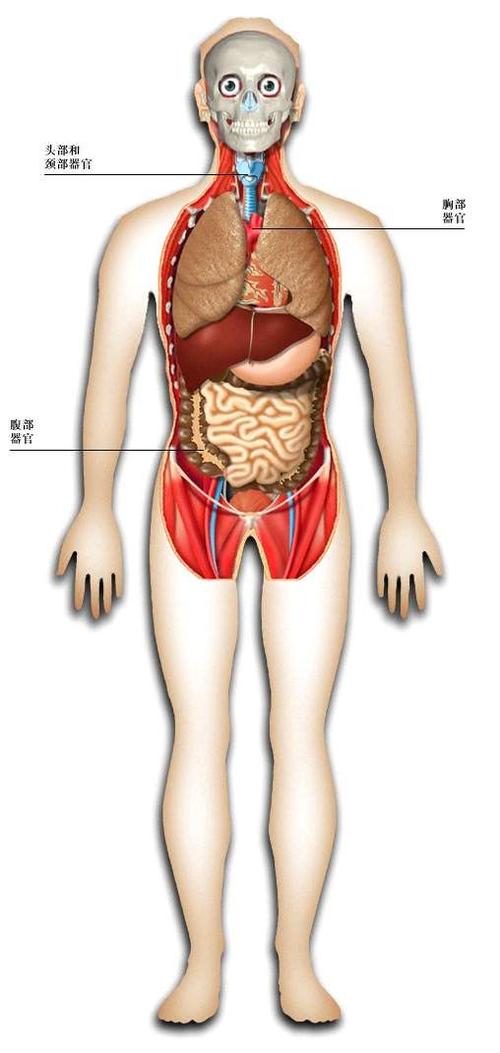 深入了解人體內(nèi)臟結(jié)構(gòu)圖，功能與重要性的綜合解析，人體內(nèi)臟結(jié)構(gòu)圖詳解，功能、重要性及綜合解析