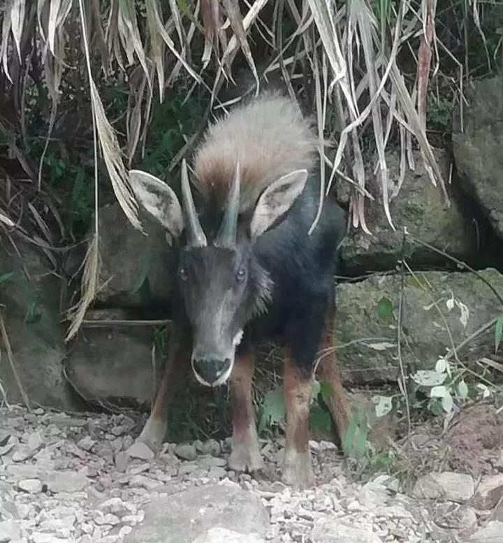 揭秘四不像澳門，探索神秘背后的真相，澳門揭秘，四不像背后的神秘真相探索